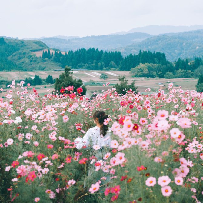 09 Tone Màu Thích Hợp Ảnh Xuân – Hạ – Thu Phong Cách Nhật Bản (XMP/DNG/CUBE)