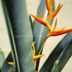 13 Tone Màu Film Tươi Sáng Và Bão Hoà Đến Từ NAG Người Nga (XMP/DNG)