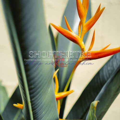 13 Tone Màu Film Tươi Sáng Và Bão Hoà Đến Từ NAG Người Nga (XMP/DNG)