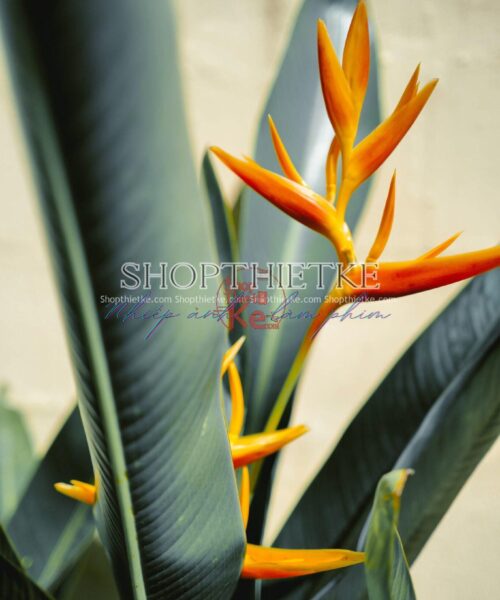 13 Tone Màu Film Tươi Sáng Và Bão Hoà Đến Từ NAG Người Nga (XMP/DNG)