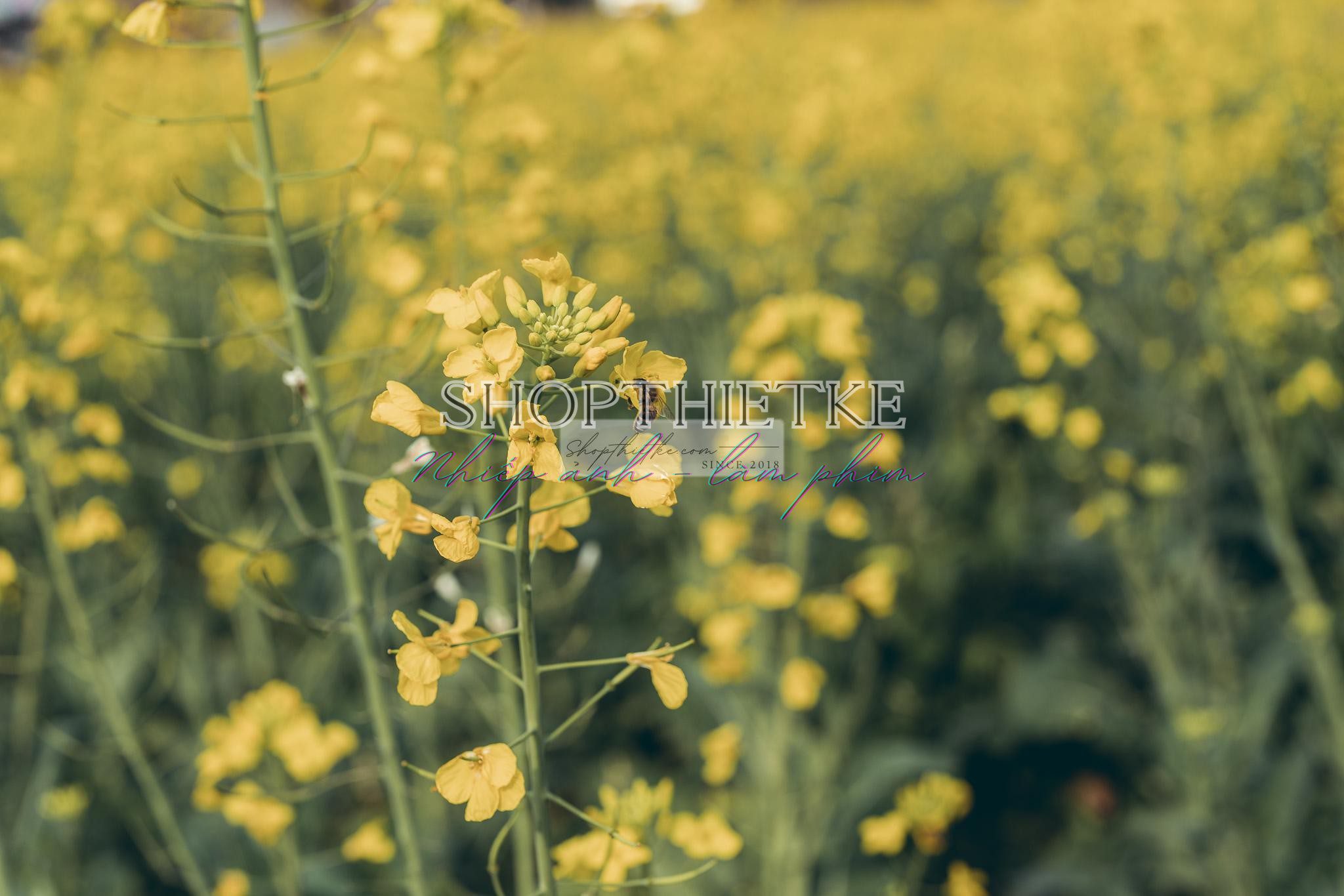 Andrew Preset 2023 Collect - Tạo Dấu Ấn Đậm Nét Với Hơn 40 Tone Màu Cực Chất (XMP/DNG) 56 shopthietke com preset nhat ban 33