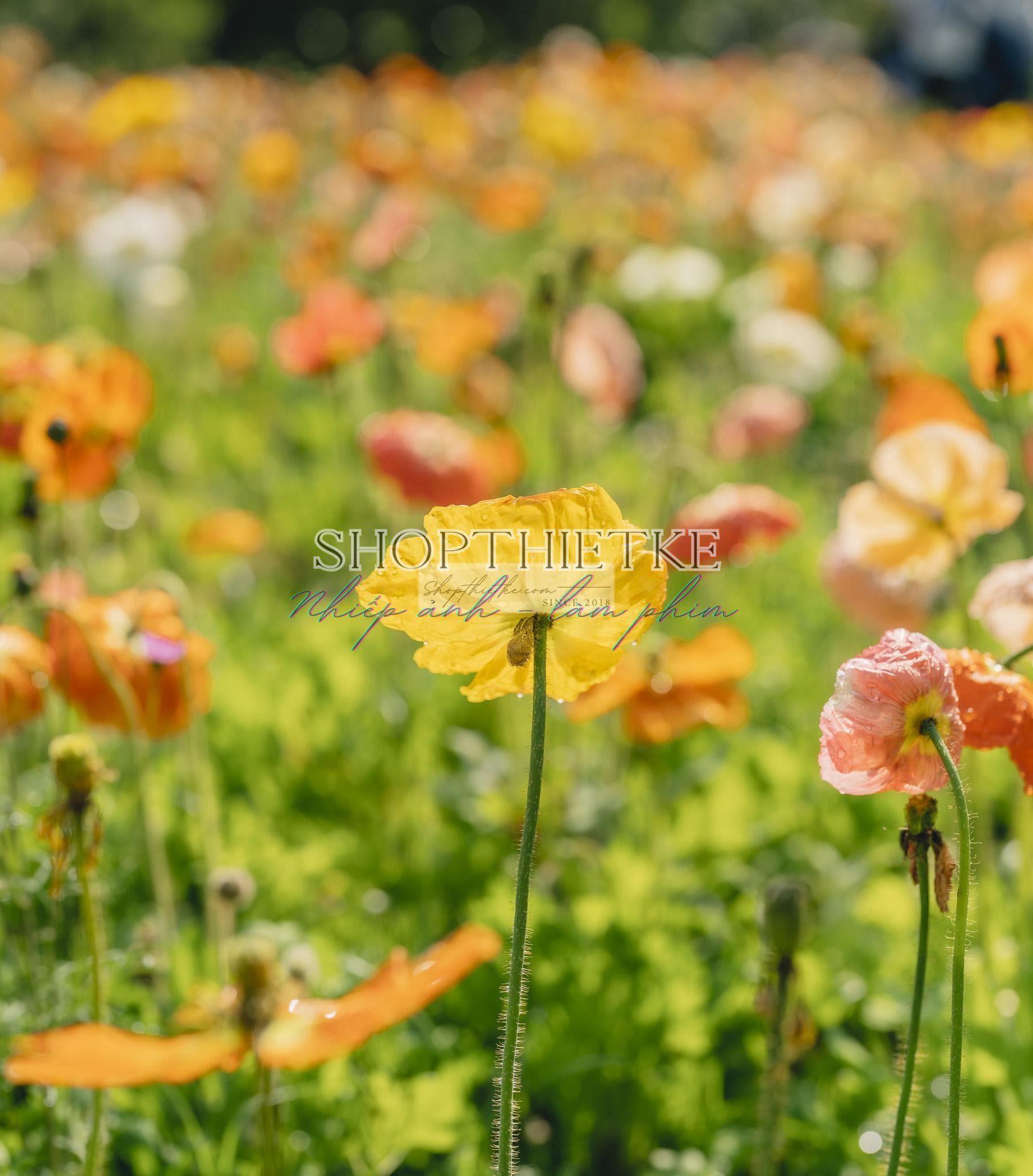 Andrew Preset 2023 Collect - Tạo Dấu Ấn Đậm Nét Với Hơn 40 Tone Màu Cực Chất (XMP/DNG) 60 shopthietke com preset nhat ban 37