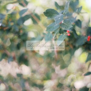 The Green Pack III – Bộ Profile Giả Lập Phim Fujifilm Cổ Điển (XMP)