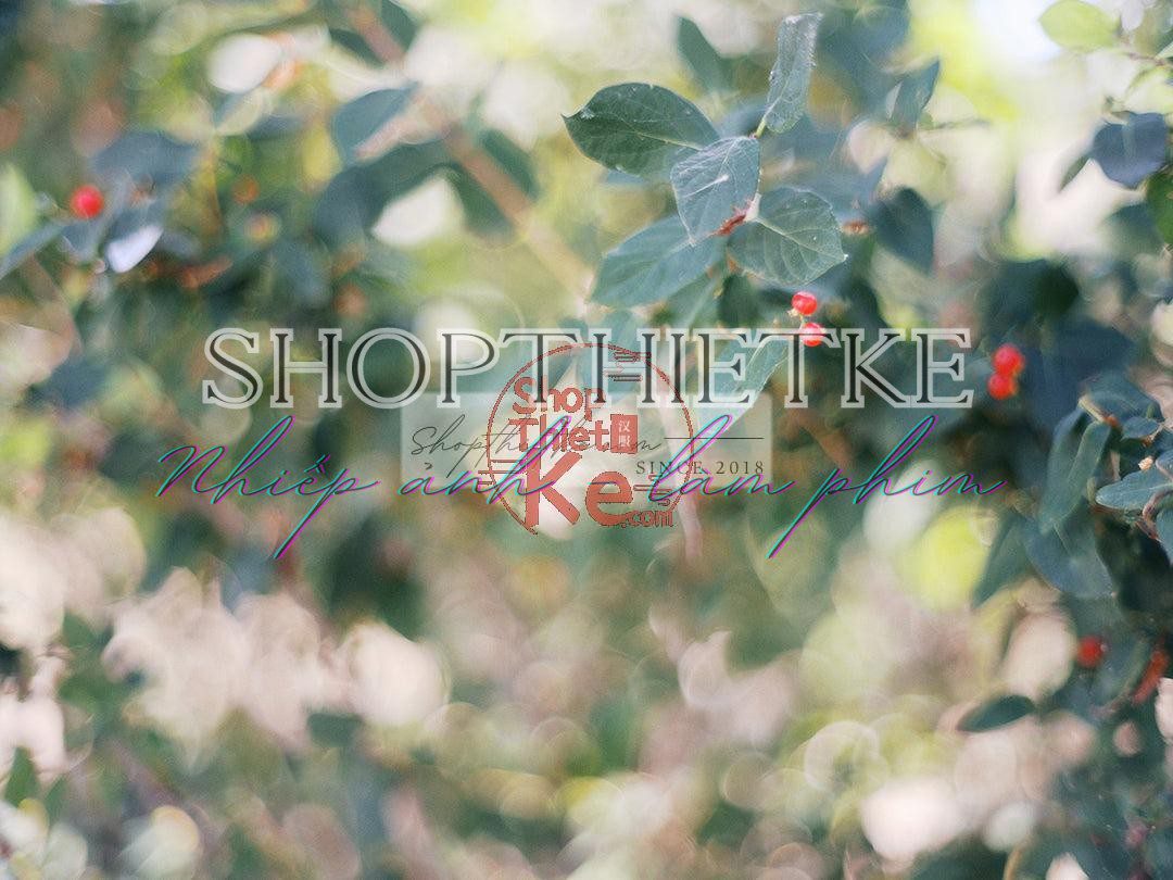 The Green Pack III – Bộ Profile Giả Lập Phim Fujifilm Cổ Điển (XMP) 8 shopthietke com Shopthietke.com 13