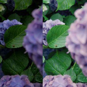 Bộ Preset Kodak 5219 Phong Cách Phim Điện Ảnh Nhật Bản– Hỗ Trợ Lightroom, Photoshop, LUT (XMP/CUBE)