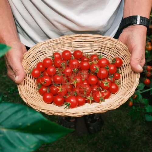 Classic X – Mô Phỏng Màu Phim Kodachrome, Acros, Superia (XMP profile)