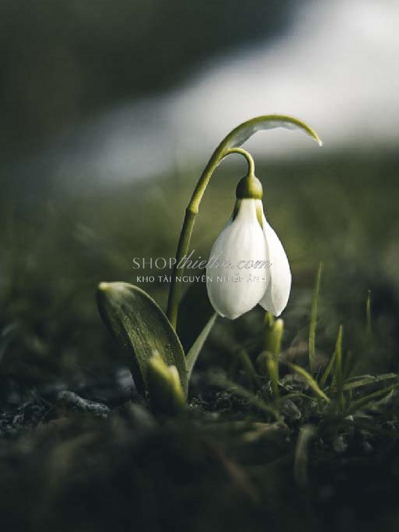 Bộ 94 Preset Presetszone 2025 - Giải Pháp Chỉnh Màu Đa Phong Cách Cho Mọi Thể Loại Ảnh (XMP/DNG/CUBE) 49 shopthietke com No12 Moisi