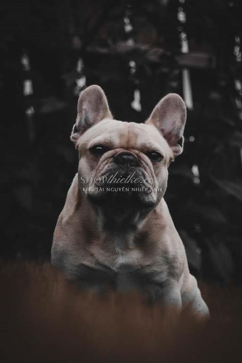 Bộ 94 Preset Presetszone 2025 - Giải Pháp Chỉnh Màu Đa Phong Cách Cho Mọi Thể Loại Ảnh (XMP/DNG/CUBE) 56 shopthietke com No19 Animal