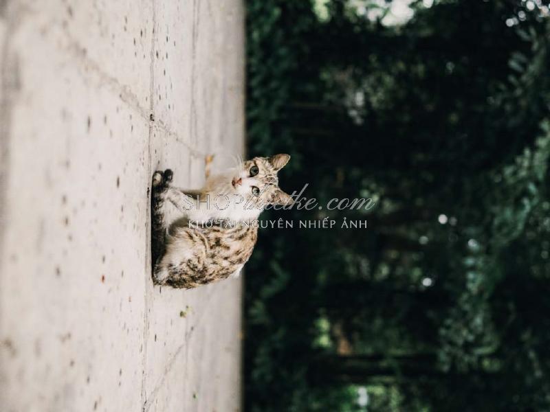 Bộ 94 Preset Presetszone 2025 - Giải Pháp Chỉnh Màu Đa Phong Cách Cho Mọi Thể Loại Ảnh (XMP/DNG/CUBE) 59 shopthietke com No22 FILM001