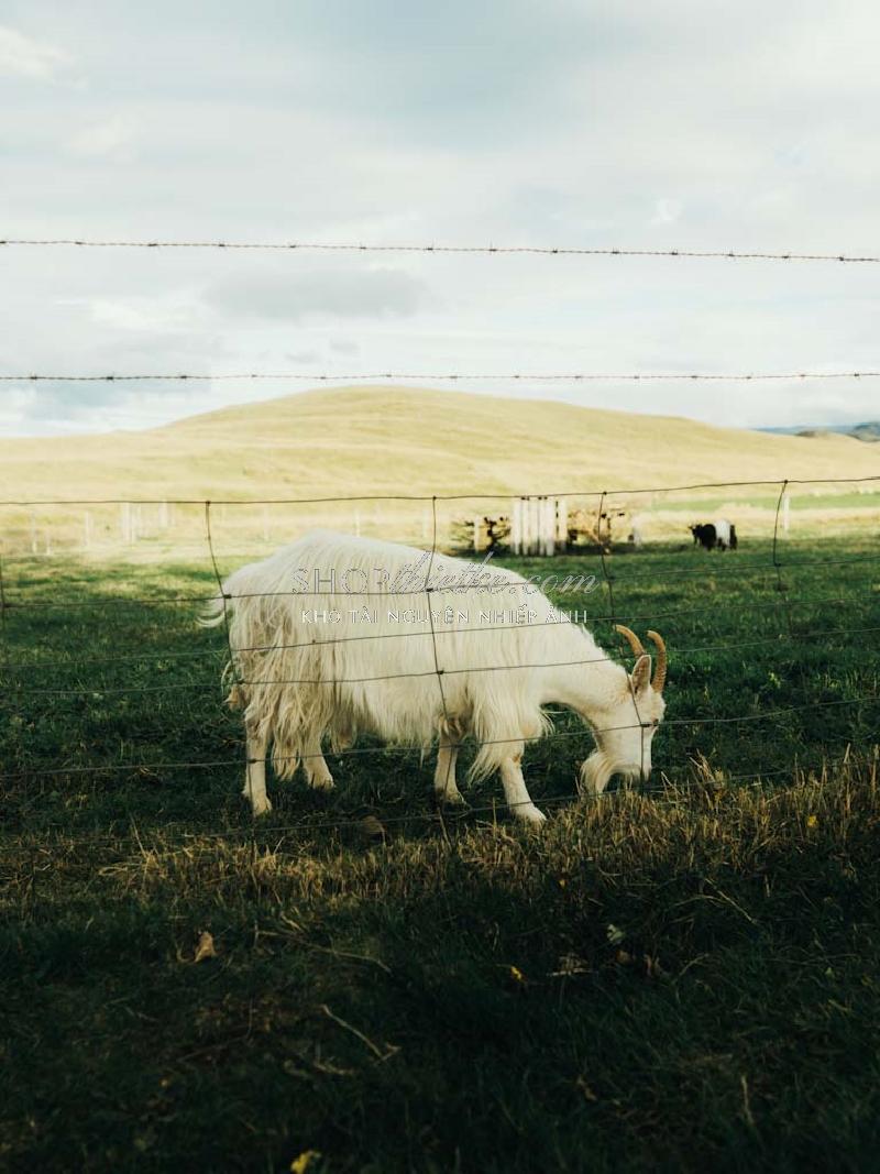 Bộ 94 Preset Presetszone 2025 - Giải Pháp Chỉnh Màu Đa Phong Cách Cho Mọi Thể Loại Ảnh (XMP/DNG/CUBE) 61 shopthietke com No24 FILM002