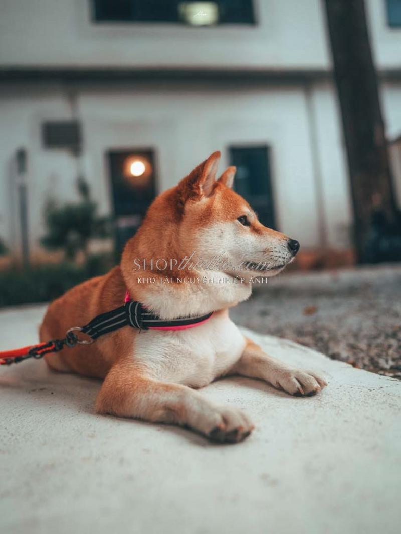 Bộ 94 Preset Presetszone 2025 - Giải Pháp Chỉnh Màu Đa Phong Cách Cho Mọi Thể Loại Ảnh (XMP/DNG/CUBE) 64 shopthietke com No27 ORANGE