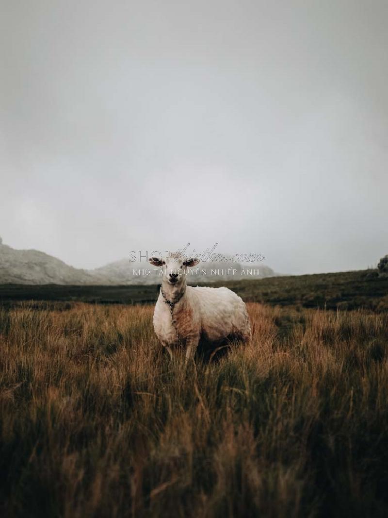 Bộ 94 Preset Presetszone 2025 - Giải Pháp Chỉnh Màu Đa Phong Cách Cho Mọi Thể Loại Ảnh (XMP/DNG/CUBE) 91 shopthietke com No54 INS008