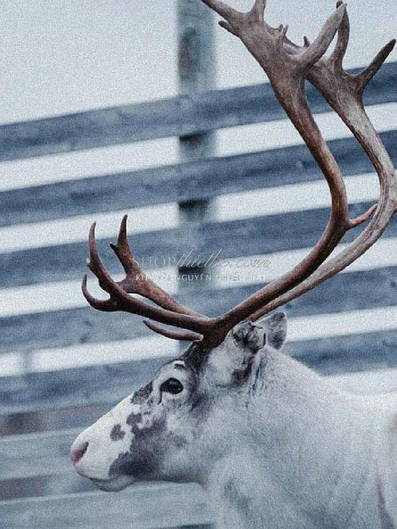 Bộ 94 Preset Presetszone 2025 - Giải Pháp Chỉnh Màu Đa Phong Cách Cho Mọi Thể Loại Ảnh (XMP/DNG/CUBE) 97 shopthietke com No60 CINE006