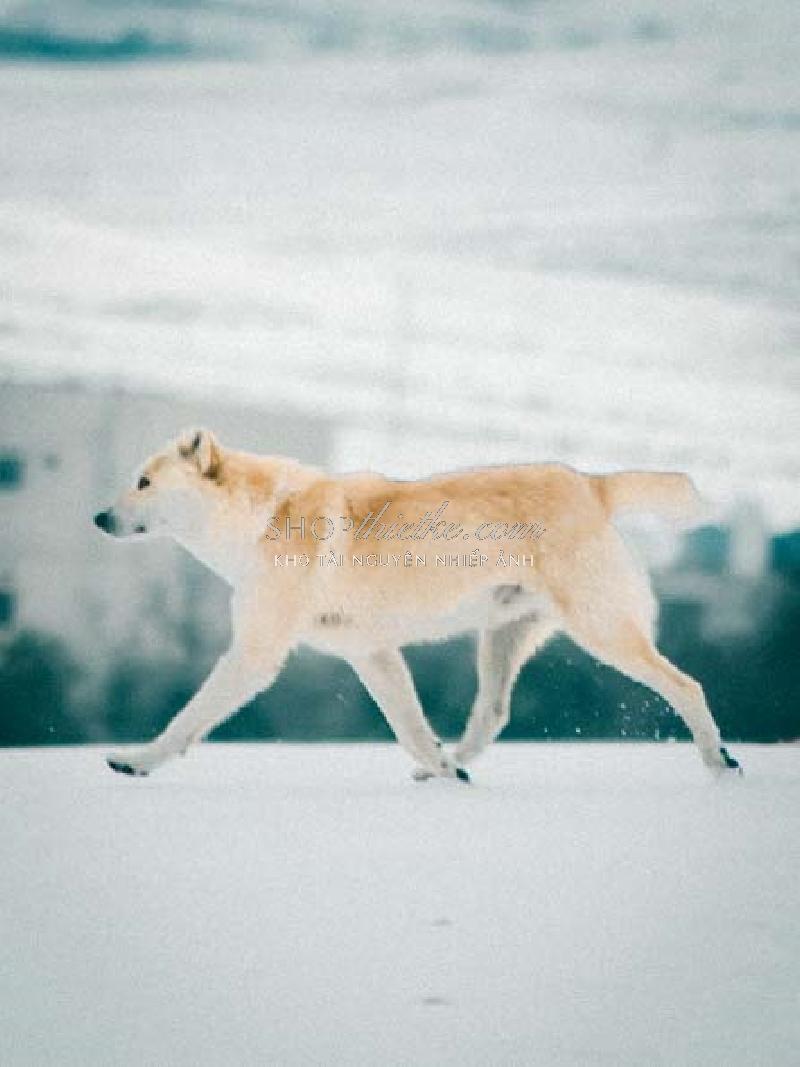 Bộ 94 Preset Presetszone 2025 - Giải Pháp Chỉnh Màu Đa Phong Cách Cho Mọi Thể Loại Ảnh (XMP/DNG/CUBE) 118 shopthietke com No81 MOOD006