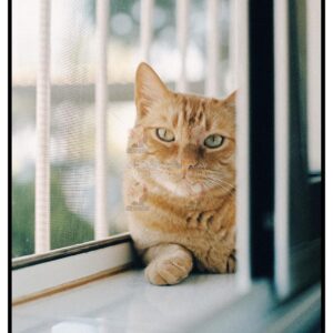 Tái Hiện Màu Phim Analog Với 39 Profile Lightroom XMP