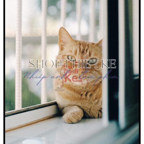 Tái Hiện Màu Phim Analog Với 39 Profile Lightroom XMP