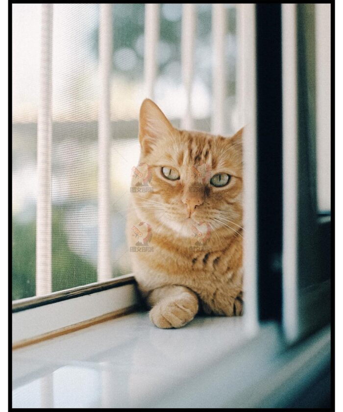 Tái Hiện Màu Phim Analog Với 39 Profile Lightroom XMP