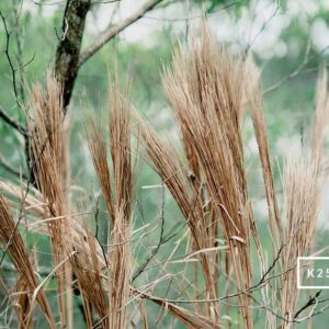 124 Preset Lightroom Giả Lập Film Cổ Điển – Fujifilm, Kodak, Agfa, Ilford (XMP) 17 Kodachrome 25 Esmaecido Teal