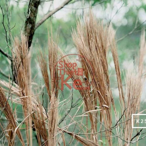 124 Preset Lightroom Giả Lập Film Cổ Điển – Fujifilm, Kodak, Agfa, Ilford (XMP)