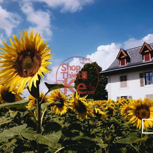 124 Preset Lightroom Giả Lập Film Cổ Điển – Fujifilm, Kodak, Agfa, Ilford (XMP)