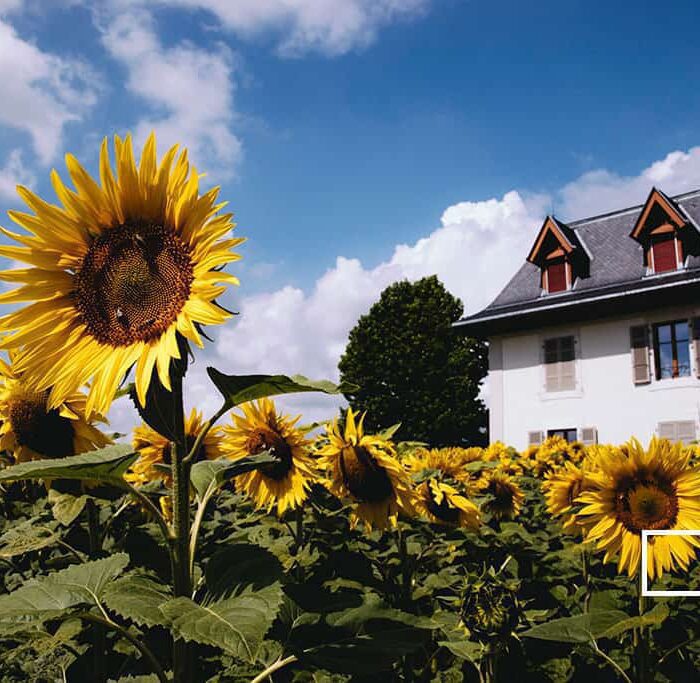 124 Preset Lightroom Giả Lập Film Cổ Điển – Fujifilm, Kodak, Agfa, Ilford (XMP)