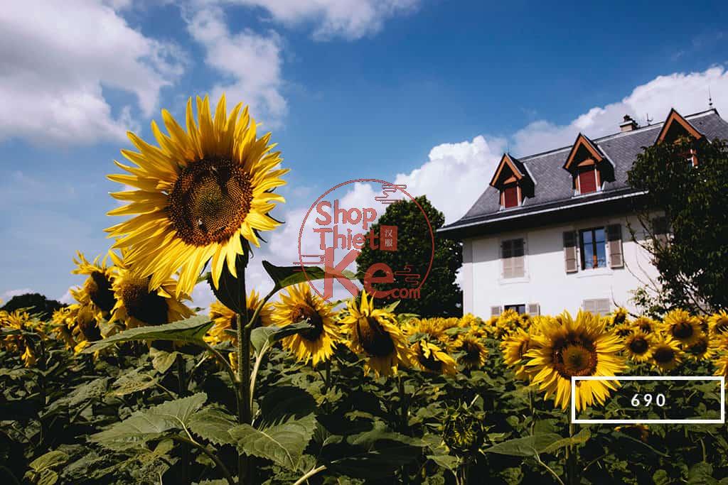 124 Preset Lightroom Giả Lập Film Cổ Điển – Fujifilm, Kodak, Agfa, Ilford (XMP) 6 Polaroid 690