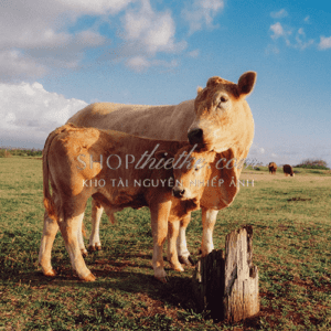 Caleb Salvadori Film Presets V7 Bộ Sưu Tập Tone Màu Film Mới Nhất 2025 (XMP) 25 shopthietke com Shopthietke.com 2