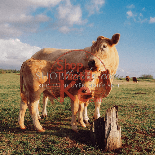 shopthietke com Shopthietke.com 2