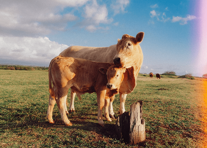 Caleb Salvadori Film Presets V7 Bộ Sưu Tập Tone Màu Film Mới Nhất 2025 (XMP)