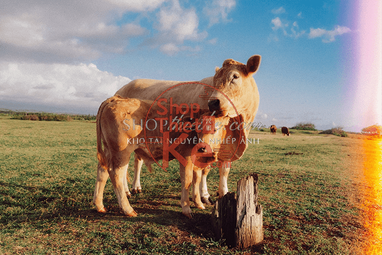 Caleb Salvadori Film Presets V7 Bộ Sưu Tập Tone Màu Film Mới Nhất 2025 (XMP) 13 shopthietke com Shopthietke.com 2