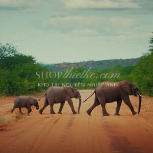 Bộ LUT Cinematic Secret Sauce V2 – Tái Hiện Chất Film Analog Cho Video (CUBE)