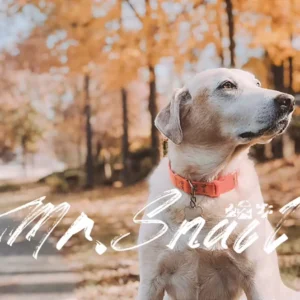 Bộ Preset & LUT Tái Hiện Phong Cách Phim Cổ Điển – 4 Phiên Bản Màu Cảm Xúc (XMP/CUBE)