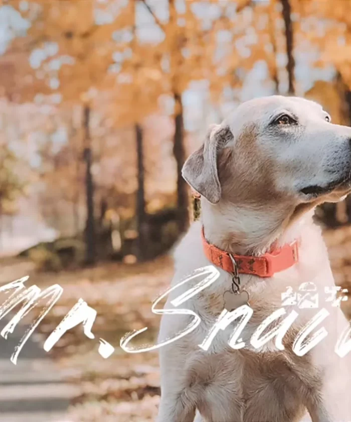 Bộ Preset & LUT Tái Hiện Phong Cách Phim Cổ Điển – 4 Phiên Bản Màu Cảm Xúc (XMP/CUBE)