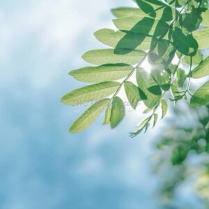 Bộ Preset Lightroom Fuji 100 – Giả Lập Màu Film Nhật Bản (XMP)