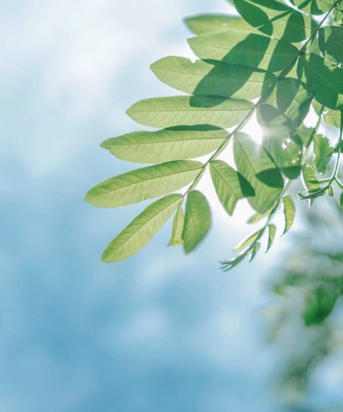 Bộ Preset Lightroom Fuji 100 – Giả Lập Màu Film Nhật Bản (XMP)