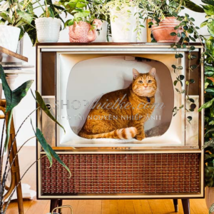 Bộ Preset Giả Lập Phim Slide Cổ Điển – Desktop Lightroom (XMP)