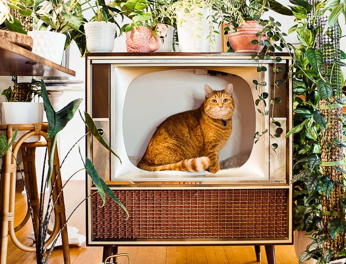 Bộ Preset Giả Lập Phim Slide Cổ Điển – Desktop Lightroom (XMP)