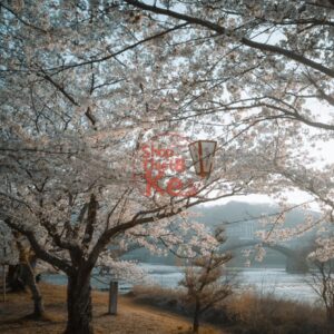 Preset Lightroom Phong Cảnh Forest Tone – Xanh Rừng & Autumn Mood (XMP/DNG) 15 shopthietke com IMG 20180403 065918 1