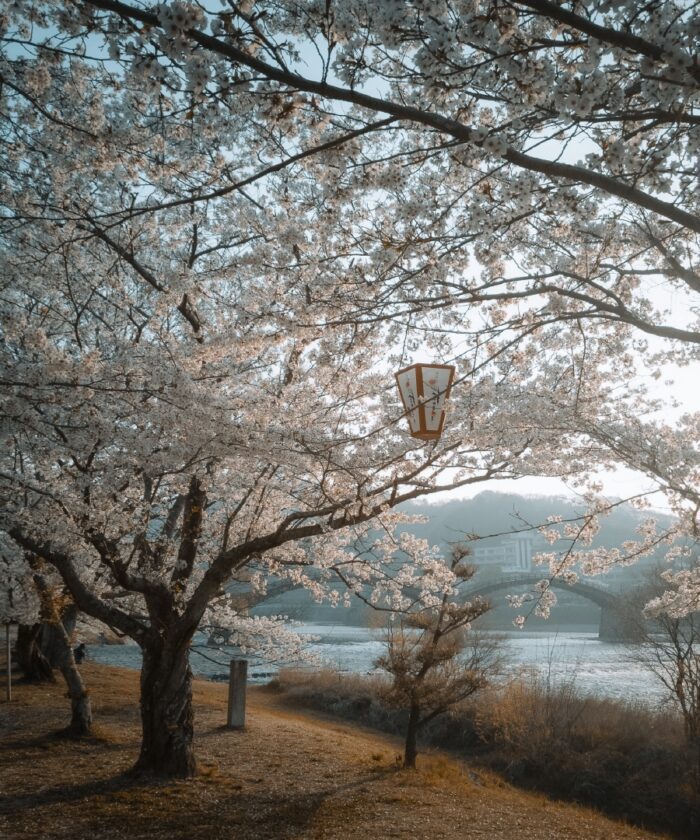 Preset Lightroom Phong Cảnh Forest Tone – Xanh Rừng & Autumn Mood (XMP/DNG)