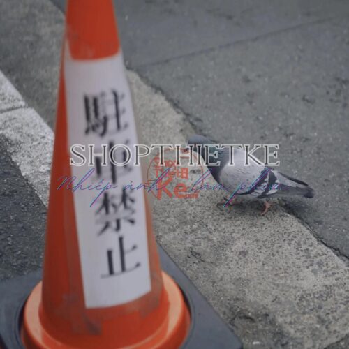 Kodak 5207 Film Simulation – Preset Giả Lập Màu Phim Kodak Vision3 250D (XMP/CUBE)