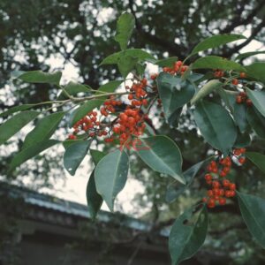 Preset Kodak Ektar 100 Negative – Mô Phỏng Phim Âm Bản Sắc Nét Rực Rỡ (XMP/CUBE)