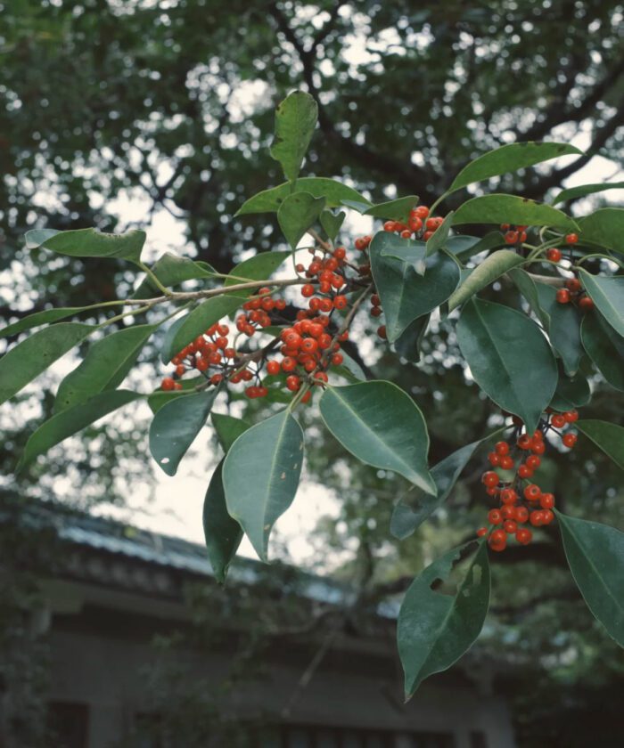 Preset Kodak Ektar 100 Negative – Mô Phỏng Phim Âm Bản Sắc Nét Rực Rỡ (XMP/CUBE) 18 shopthietke com Shopthietke.com 167