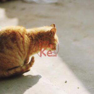 Preset Ultramax400 Tái Hiện Màu Phim Kodak – Tự Nhiên Và Trung Tính (XMP/CUBE)