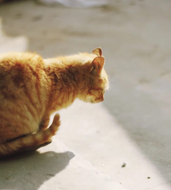 shopthietke com Shopthietke.com 205