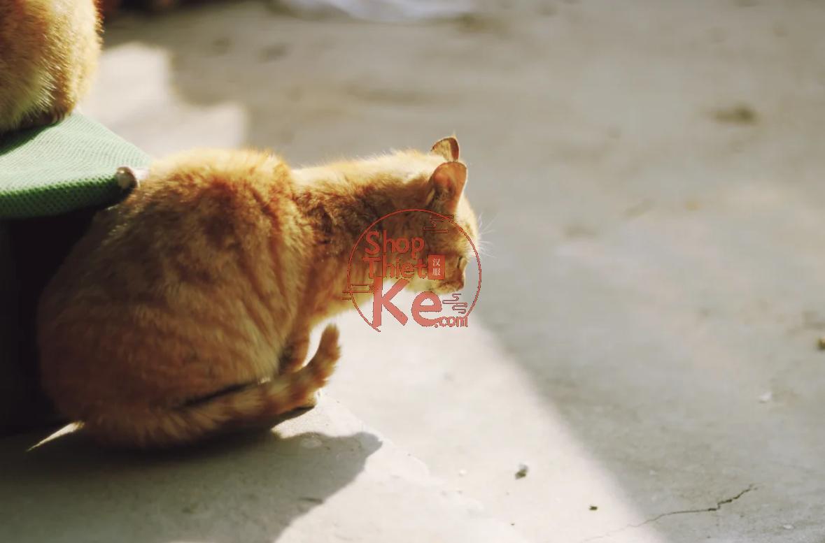 Preset Ultramax400 Tái Hiện Màu Phim Kodak – Tự Nhiên Và Trung Tính (XMP/CUBE) 9 shopthietke com Shopthietke.com 205