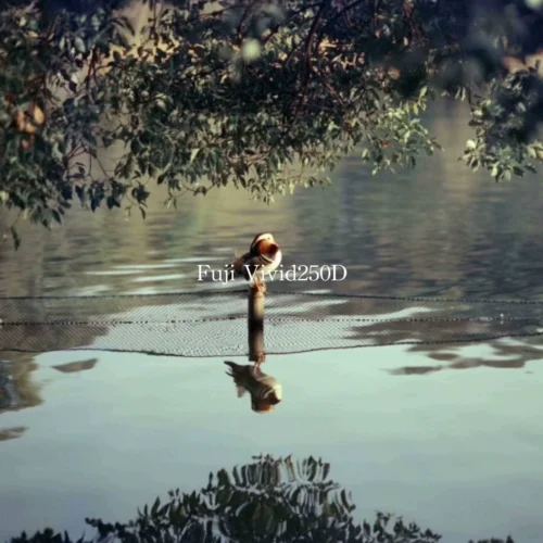 Full Preset Film Look Ying Ze Jun – Bản Cập Nhật Mới Nhất 2025 (XMP/CUBE/COS)