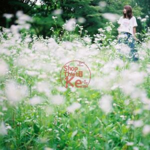 Preset Zecun Yangbing Film Nhật Bản XMP DNG LR Mobile Desktop