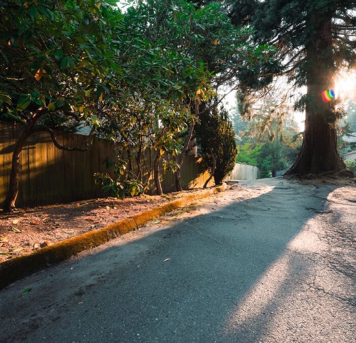 Preset Lightroom Phong Cảnh Forest Tone – Xanh Rừng & Autumn Mood (XMP/DNG)