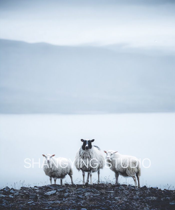 20 Bộ Lọc Màu Cinematic Faded – Preset Lightroom & LUT Cho Ảnh Phong Cảnh, Phim (XMP/DNG/CUBE)