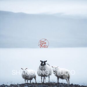 20 Bộ Lọc Màu Cinematic Faded – Preset Lightroom & LUT Cho Ảnh Phong Cảnh, Phim (XMP/DNG/CUBE)